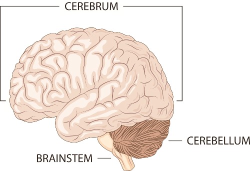 Image of the brain labelled with cerebellum, cerebrum and brain stem