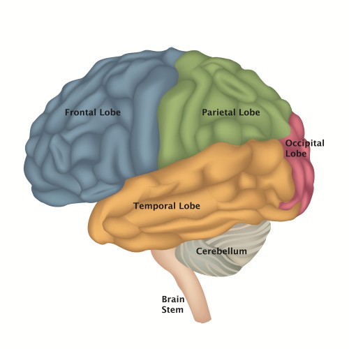 Diagram of brain lobes